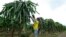 A worker prunes dragon fruit plants at La Voluntad de Dios farm in El Progreso, Ecuador, March 6, 2020.