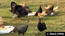 Kudliwa ingalukuni ngelanga le Thanksgiving