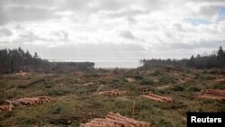 FILE - A general view of a harvested forest is seen near Skowronki, Poland Feb. 20, 2019. Picture taken February 20, 2019. (Agencja Gazeta/Michal Ryniak via Reuters) 