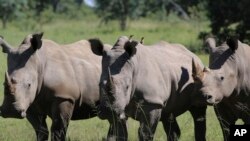 FILE —In this Wednesday, March 8, 2017 file photo, three rhinos line up at the Welgevonden Game Reserve in the Limpopo province, South Africa.