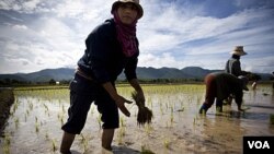 Petani Thailand menanam padi di dekat Mae Sariang, Thailand (foto:dok). Ekspor beras Thailand mencapai sepertiga dari kebutuhan beras global per tahun.