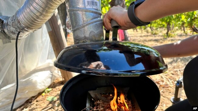 A fire is lit inside a small grill that will send smoke into a structure enclosing wine grapes at the University of Oregon's vineyard near Alpine, Ore., on Friday, Sept. 8, 2023. (AP Photo/Andrew Selsky)