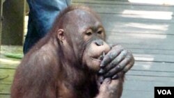 Seekor orangutan yang berada di pusat satwa liar di Sepilok, Sabah, Malaysia (foto: dok).