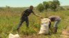 Members of the Nyaitenga Smallholder Irrigation Project in Mutoko district, about 120 km east of Harare, work in a field, Dec. 4, 2018.