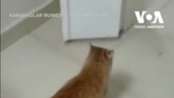 У Туреччині безпритульна кішка принесла своїх кошенят до ветеринарної клініки. Відео