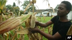 FILE: Christine Peresuh harvests corn in her garden in Harare, Tuesday, April 5, 2005. 