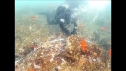 科学家努力恢复消失中的海藻林
