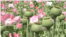 poppy increased in Kandahar 