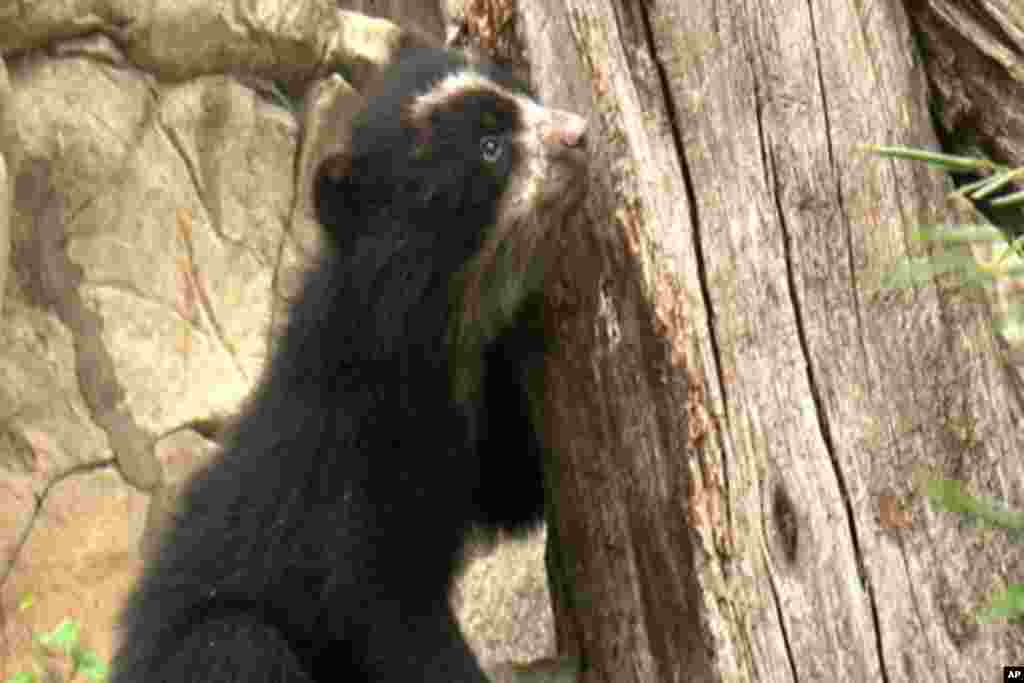 Chaska and her brother, Bernado (not shown) are the only surviving Andean cubs in a North American zoo since their mother, Billie Jean, was born in 2005. (VOA - A. Greenbaum)