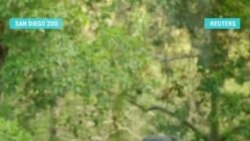 Сиаманг в Калифорнии