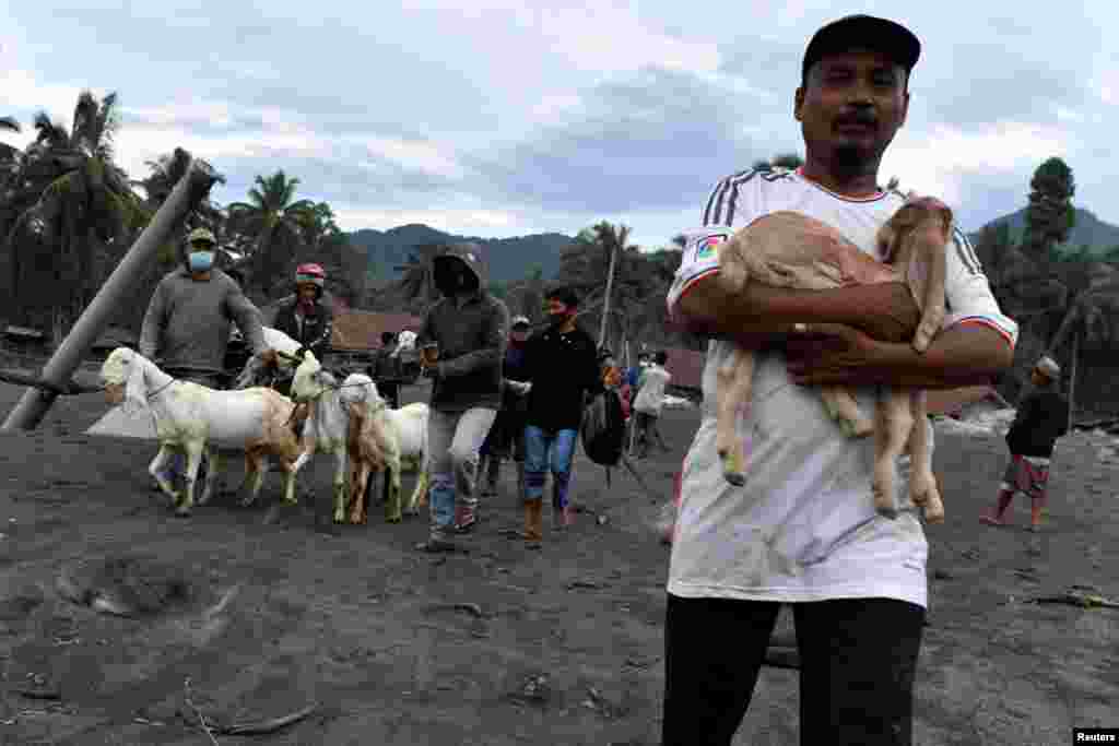 Warga membawa ternaknya untuk dievakuasi pasca letusan Gunung Semeru di Desa Sumber Wuluh, Lumajang, Provinsi Jawa Timur (6/12). (Foto: Antara/ Zabur Karuru via REUTERS)