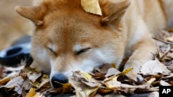 In this Dec. 23, 2015 photo, Shiba Inu Maru relaxes at Ueno Park in Tokyo. This bundle of fun and fur is a 7-year-old Shiba Inu who has been top dog on Instagram for several years. Marutaro has 2.2 million followers on Instagram. (AP Photo/Shizuo Kambayashi)
