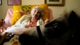 Elli Salma, a resident of an elderly care home, looks up as Ivi, a miniature horse used for therapy programs, visits her room, in Athens, Greece, on Friday, Nov. 22, 2024. (AP Photo/Thanassis Stavrakis)