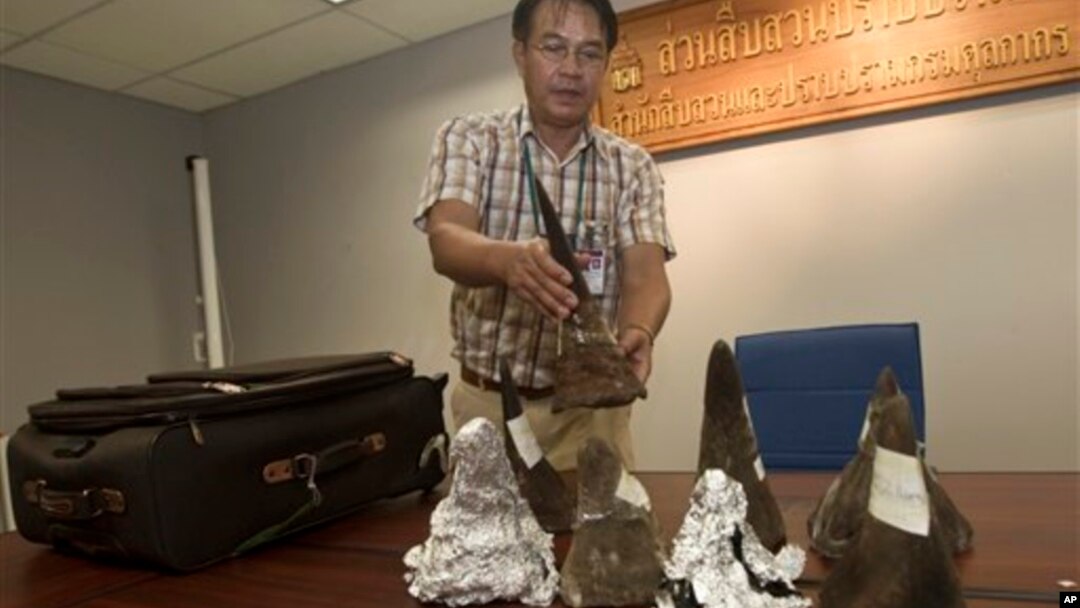 Seorang petugas bea cukai Thailand menunjukkan cula badak yang disita dari bagasi seorang penumpang di bandara Suvarnabhumi di Bangkok, Thailand, Sabtu (22/6).