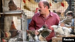 FILE - An Iranian man handles chickens for sale in south Tehran October 18, 2005.