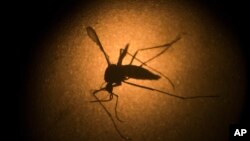 Hỏi đáp Y học: Virút zika