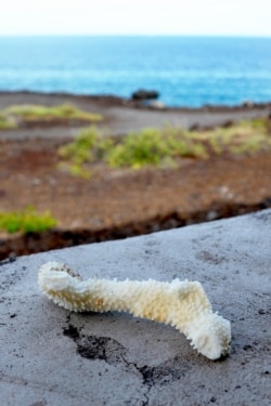 A chunk of bleached, dead coral is seen on a wall near a bay on the west coast of the Big Island near Captain Cook, Hawaii, Sept. 13, 2019.