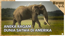 Warung VOA: Aneka Ragam Dunia Satwa di Amerika