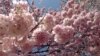 Cherry blossoms are blooming in Washington, D.C., area, April 9, 2013. (S. Lemaire/VOA)