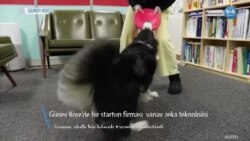 Köpeğiniz Ne Hissettiğini Bilmek İster misiniz?