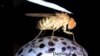 Flies Help Understand How Human Brains Work