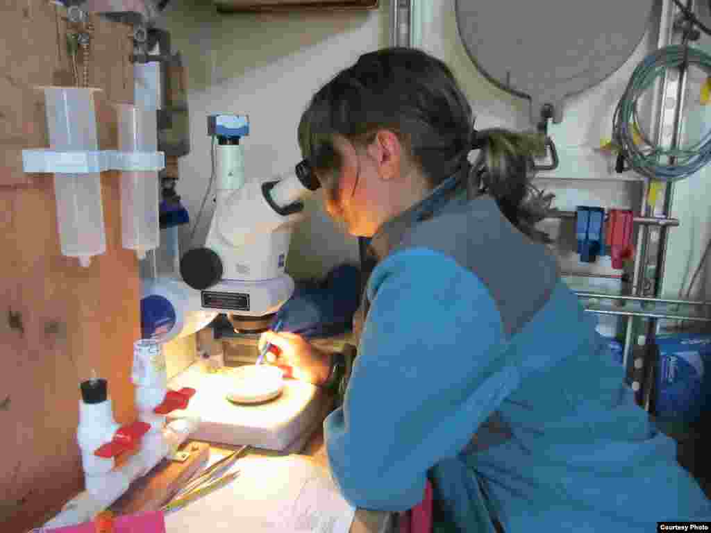 SEA student Allison Adams sorts plastic under a microscope. (Credit: E. Zettler, SEA Education Association)