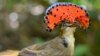 In Costa Rica, Natural Farms Provide Refuge for Birds