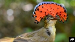 This photo provided by researchers shows a royal flycatcher bird in Las Cruces Biological Station in Coto Brus, Costa Rica in March 2018. (J. Nicholas Hendershot via AP)