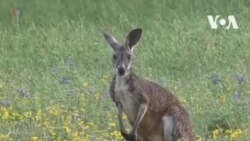 Побег кенгуру в Техасе