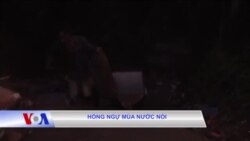 Hồng Ngự mùa nước nổi