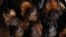 FILE - Bats are known to carry many zoonotic viruses, which jump from animals to people.