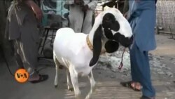 لاہور میں جانوروں کے ہیئر سیلون