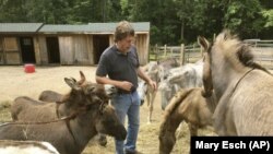 Steve Stiert, pemilik Taman Keledai, berjalan di antara keledai-keledai peliharaannya di Ulster Park, New York. Stiert menawarkan program terapi gratis dibantu keledai dan acara-acara pendidikan sebagai bagian dari misinya melindungi hewan itu dari penyiksaan dan penelantaran.