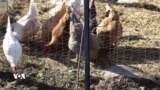 ئەگەری بڵاوبوونەوەی ئەنفلۆنزای باڵندە زانایان و جووتیارانی نیگەران کردووە
