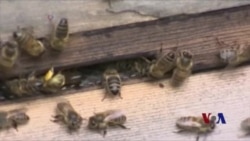 蜂蜜携带农药毒素 世界蜂蜜多受影响