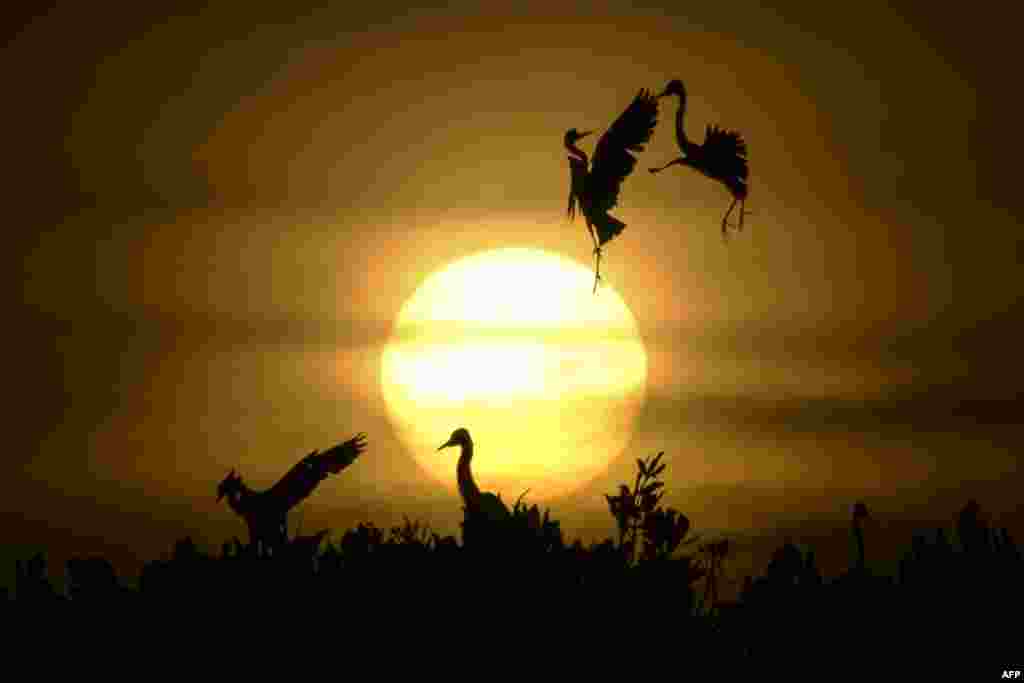 Egret birds take a flight as others rest on the top of mangrove trees during sunset at Kajhu beach, in Aceh province, Indonesia.