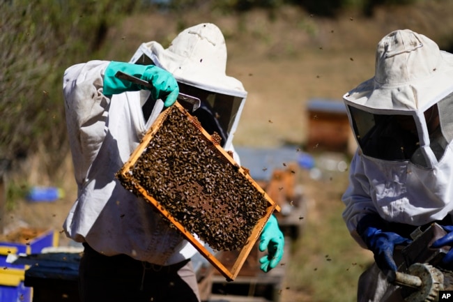 Adriana Veliz, left, and Lucy Millan search for the queen bee from their most recent rescue in Xochimilco, Mexico, Tuesday, June 13, 2023. (AP Photo/Eduardo Verdugo)