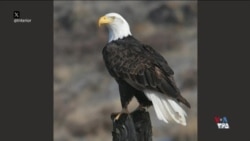 آمریکا از لنز دوربین - از عقاب سرسفید تا بالگردهای سنگین‌بر ارتش ایالات متحده