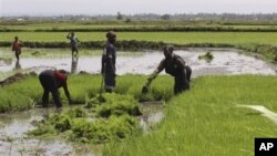 Pendirian CIC memungkinkan usaha kecil dan menengah di Kenya dan daerah sekitarnya menanggapi perubahan iklim dengan mengembangkan sektor-sektor seperti energi, pertanian dan pasokan air (foto: dok)..