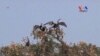 Tourists Marvel at Rare And Endangered Birds On Tonle Sap Lake ​