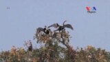 Tourists Marvel at Rare And Endangered Birds On Tonle Sap Lake ​