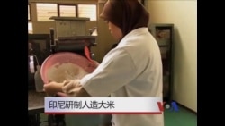 印尼研制人造大米