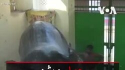 حمام ویژه فیل هندی برای رهایی از گرما