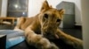 Sara the lion cub plays in an apartment where she was sheltered by the rescue group Animals Lebanon in Beirut, Lebanon, Nov. 11, 2024.