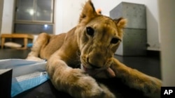 Sara the lion cub plays in an apartment where she was sheltered by the rescue group Animals Lebanon in Beirut, Lebanon, Nov. 11, 2024.