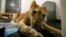 Sara the lion cub plays in an apartment where she was sheltered by the rescue group Animals Lebanon in Beirut, Lebanon, Nov. 11, 2024.