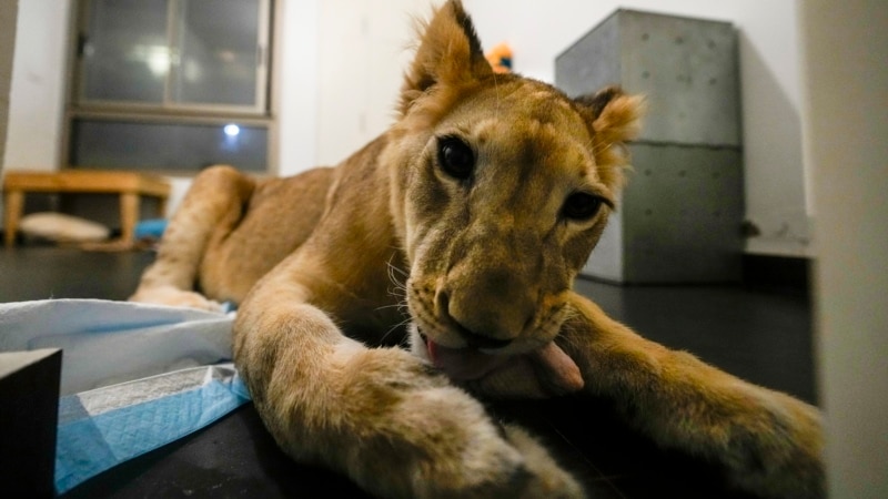 Lion cub evacuated from war-torn Lebanon to South African sanctuary