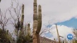 Amerikaga sayohat: Saguaro milliy parki