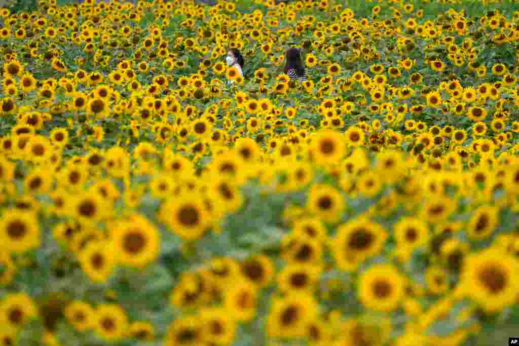 Visitors walk through a sunflower field during the lunch break in Paju, South Korea.