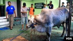 Warga bersiap melakukan penyembelihan hewan kurban di salah satu Masjid di Yogyakarta, Minggu 5/10 (foto: VOA/Nurhadi).